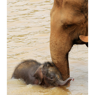 Illustration for article titled Why Elephants Would Be Our Ideal Overlords
